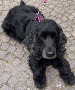 Dora