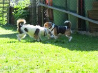 IMG_1233.JPG