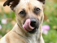 Pepper_2.jpg