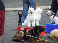 casimir und co..jpg