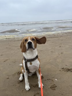 Elvis