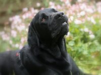 Lennox.jpg