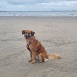 Ronja