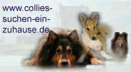 Collies suchen ein Zuhause